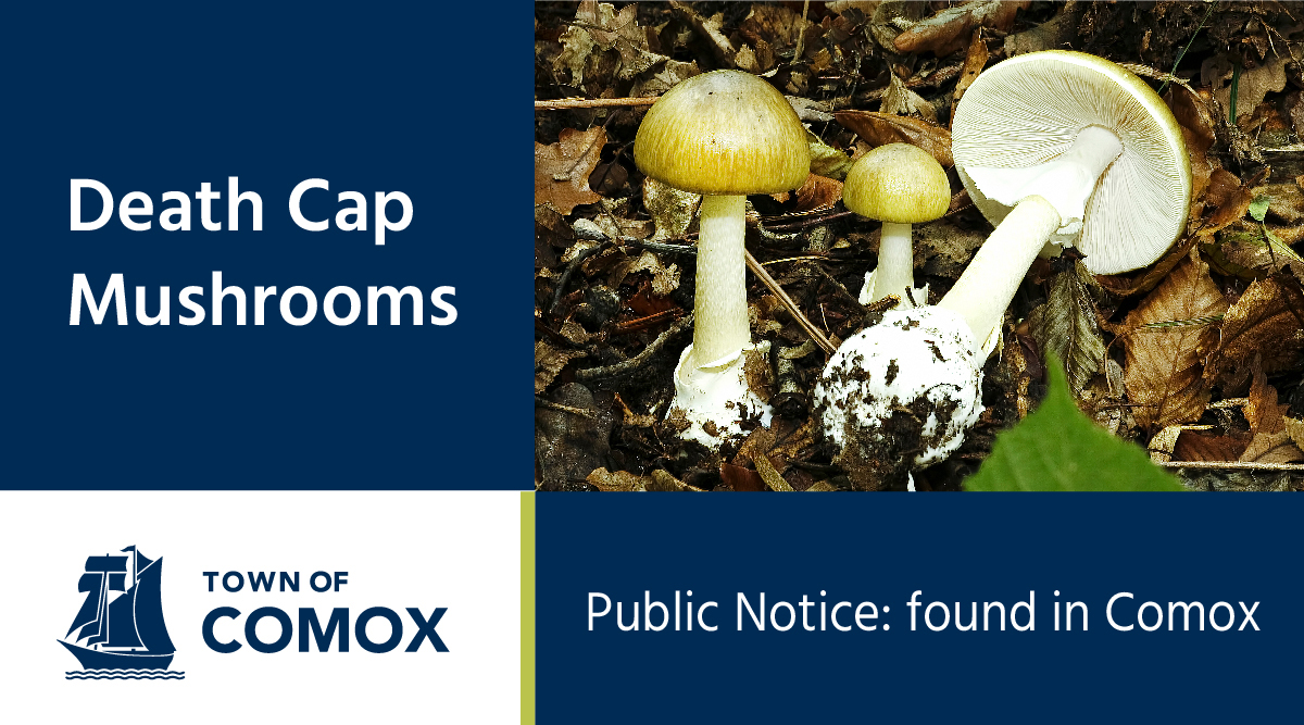 Public Notice death cap mushrooms found in Comox Town of Comox
